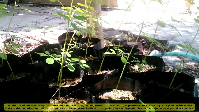 ¡Destacado! María Eugenia Baptista Zacarias: Te sorprenderán los beneficios de la moringa