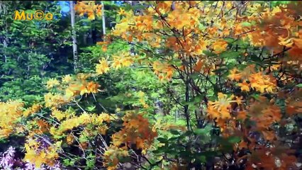 Kitaro - Fragrance Of Nature (Best World Instrumental Relax HQ) Mu©o