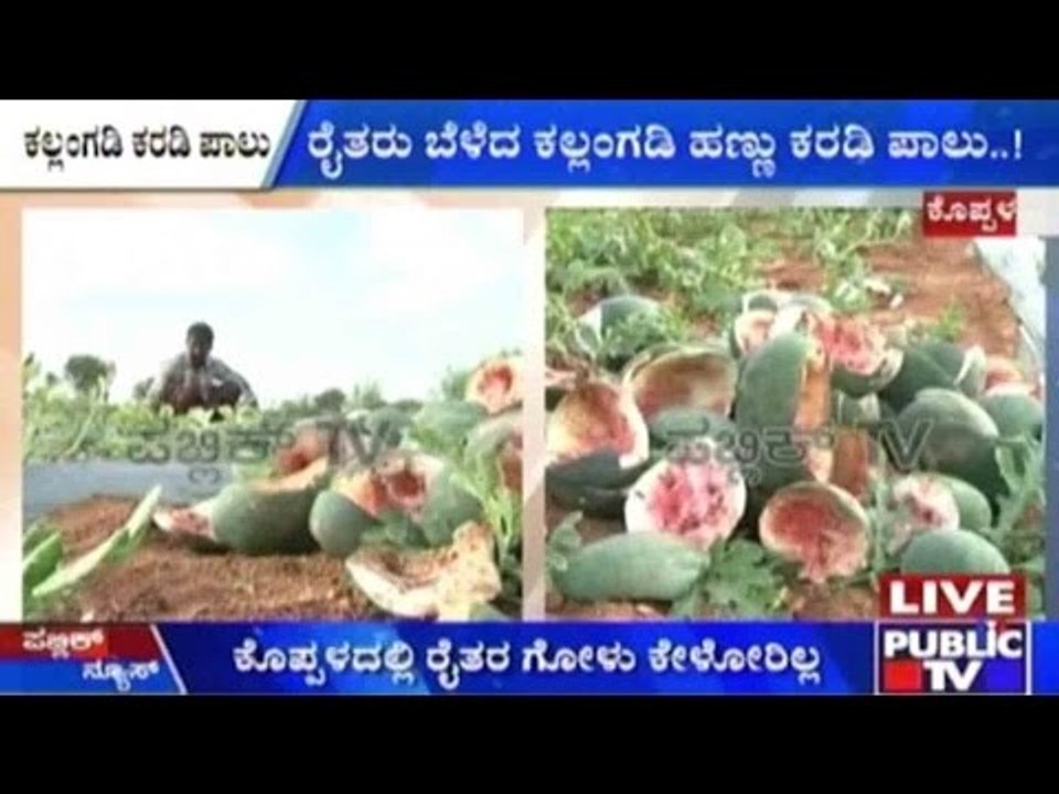 Watermelon Farmers Make Loss