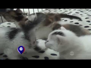 Bisnis Ternak Kucing Munchkin - NET 10