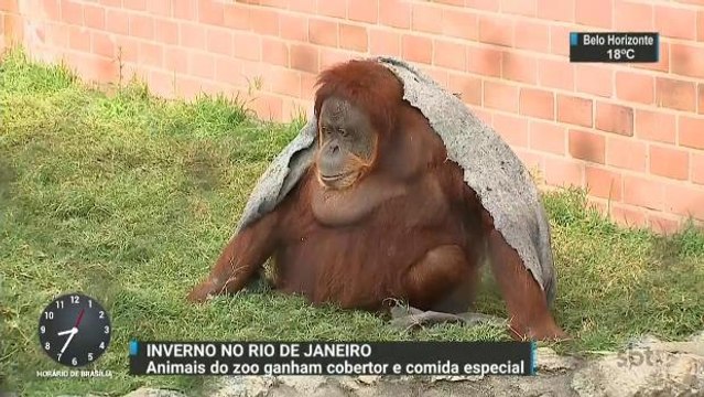 RJ: Bichos do Zoológico estão recebendo cuidados no inverno