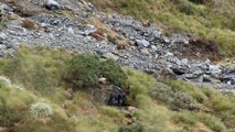 UNBELIEVABULL Bull Tahr - West Coast, New Zealand