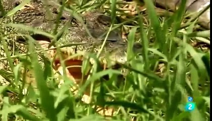 Cocodrilos Gigantes 'El Rey Cocodrilo' - (Documental)
