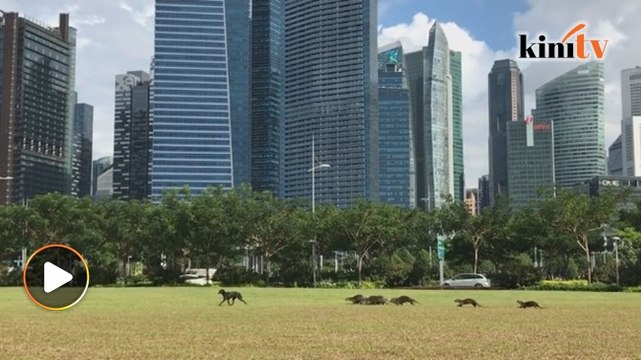 10 memerang 'halau' anjing hitam lintas padang