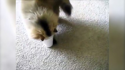 Un chat se coince la tête dans un gobelet !