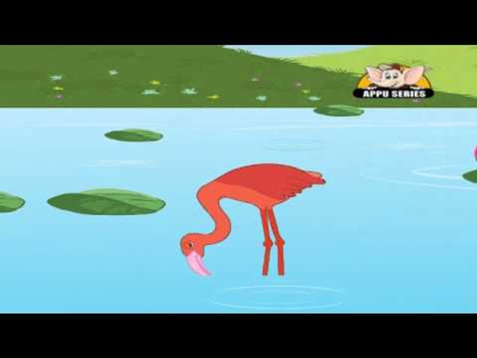 Animal Sounds in Marathi - Flamingo