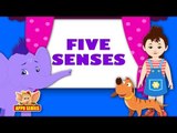 Song on Senses - Five Senses in Ultra HD (4K)