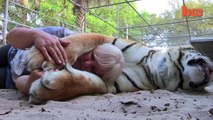 Florida Woman Keeps Bengal Tigers In Her Garden