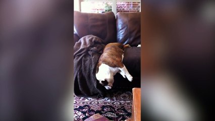 Ce chien a vraiment une drôle façon de dormir !