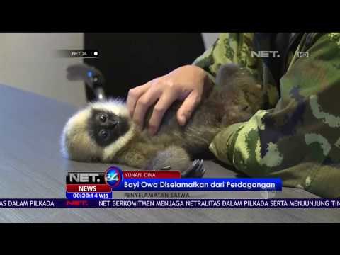 Bayi Owa Berhasil Diselamatkan Polisi Yunnan Cina Dari Perdagangan Ilegal - NET24