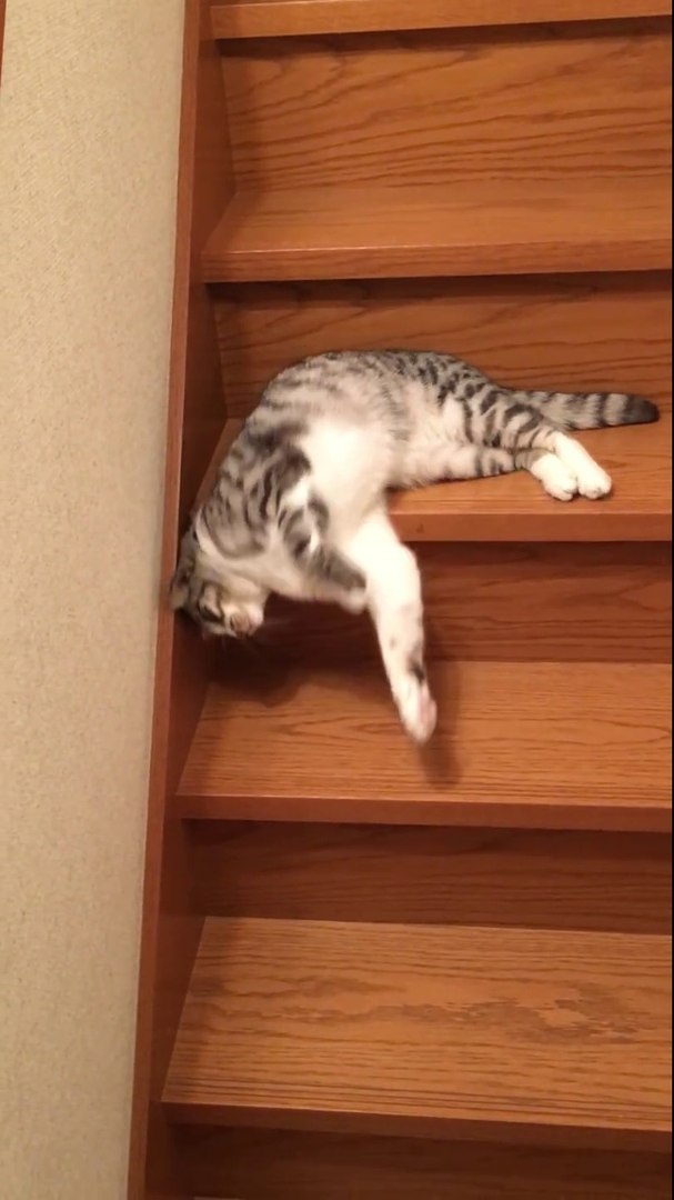 Un Chat Flemmard Qui Descend Les Escaliers Adorable Video Dailymotion