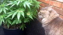 Quand ton chat mange tes plants de Marijuana... Drogué