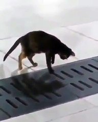Paciência do gato pra pegar seu jantar