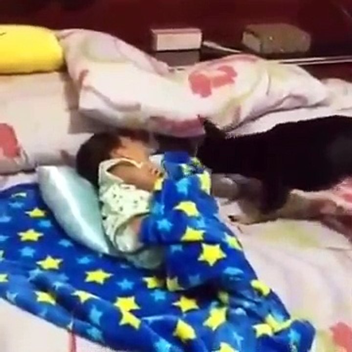 O carinho de um cachorro