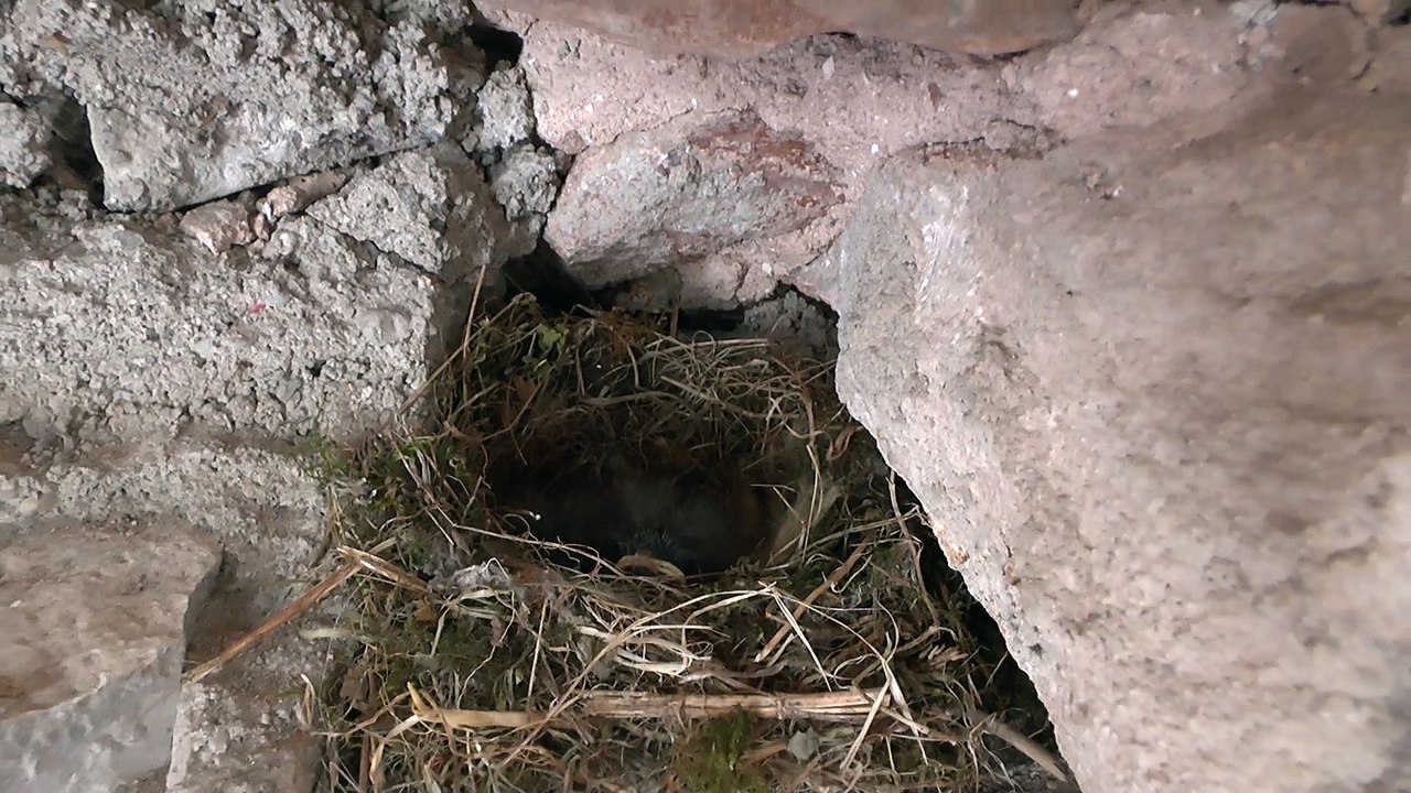 C'est beau la faune à Nant en Aveyron de la région Occitanie.