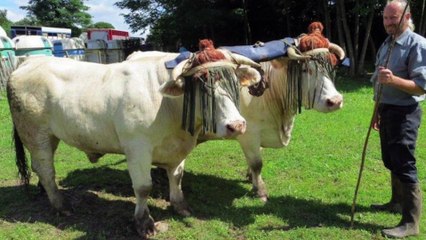 homélie du 9 juillet 2017 - être au même joug (rythme) que le Christ et, par conséquent, à devenir doux et humbles