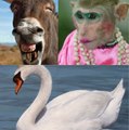 Funny Animals |  Donkey, Monkey & Swan- | Funny Animal Compilation