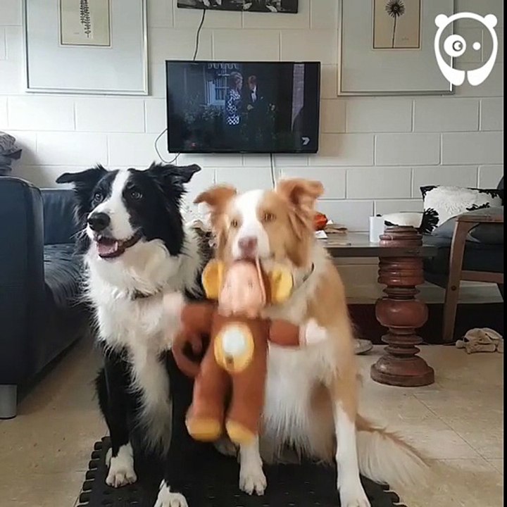 Hai chú chó tạo dáng chuyên nghiệp khi được chủ chụp ảnh