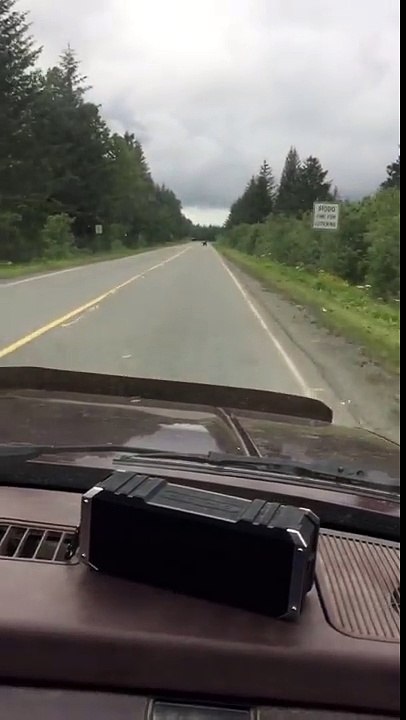 Bear on the steet