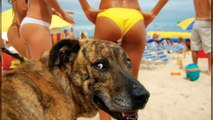 40 EMBARRASSING MOMENTS COMPILATION  BEACH FAILS PHOTOS TAKEN AT THE RIGHT MOMENT
