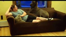 Funny Dogs Vines 2017 Cute and Funny Big Dogs Thinks They're Lap Dogs Compilation