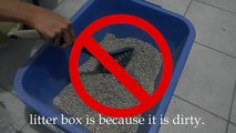 How to clean cat litter box – Video tutorial