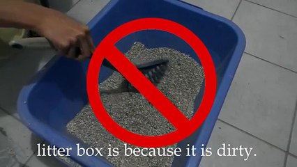 How to clean cat litter box – Video tutorial