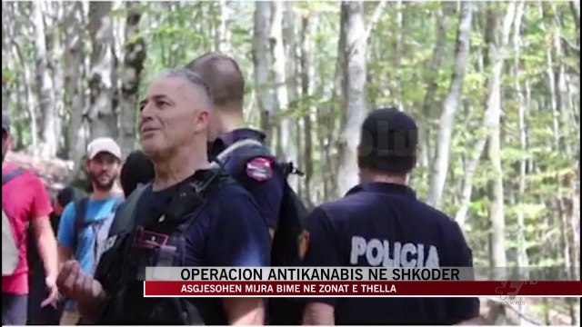 Operacion antikanabis në Shkodër, asgjësohen mijëra bimë - News, Lajme - Vizion Plus