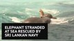 Navy rescue elephant dragged out to sea in Sri Lanka