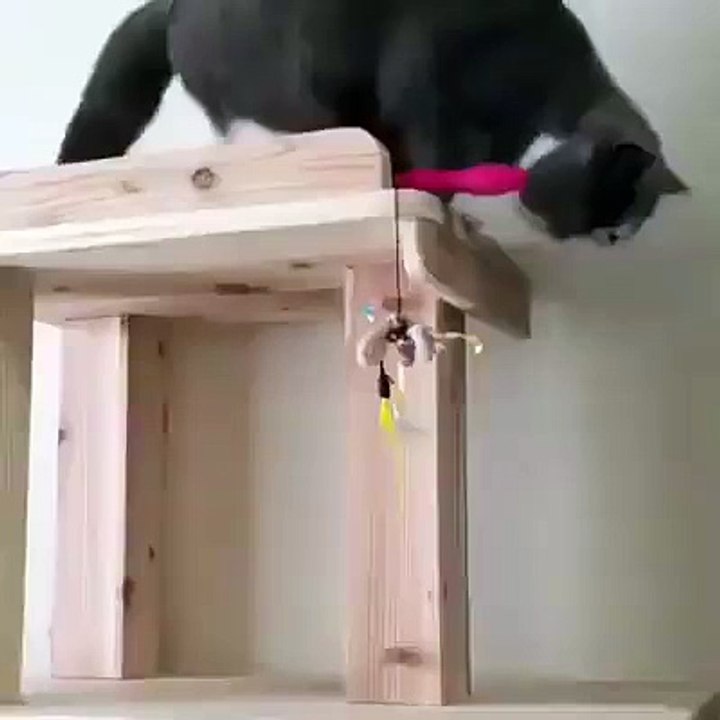 Cats fall fun