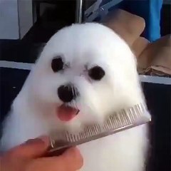 The dog has a cute coat .