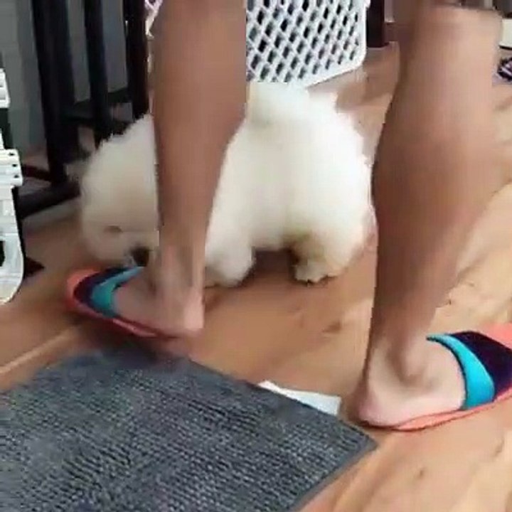 Cute short legged dog