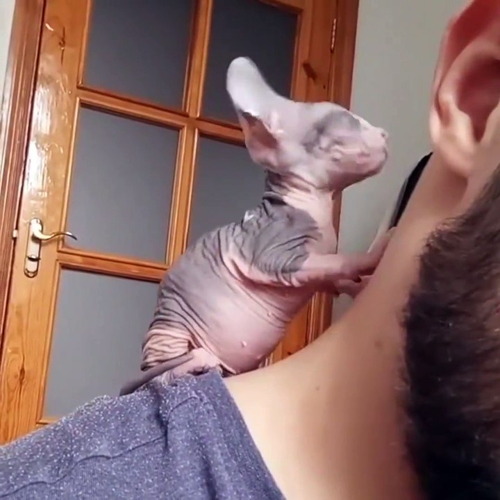 Il se fait masser par un chat Sphynx