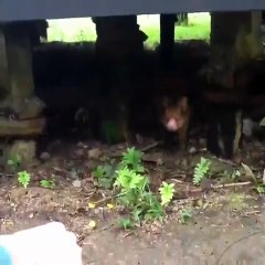 Un Cabiaï qui cherche plus que l'amitié !! LOL
