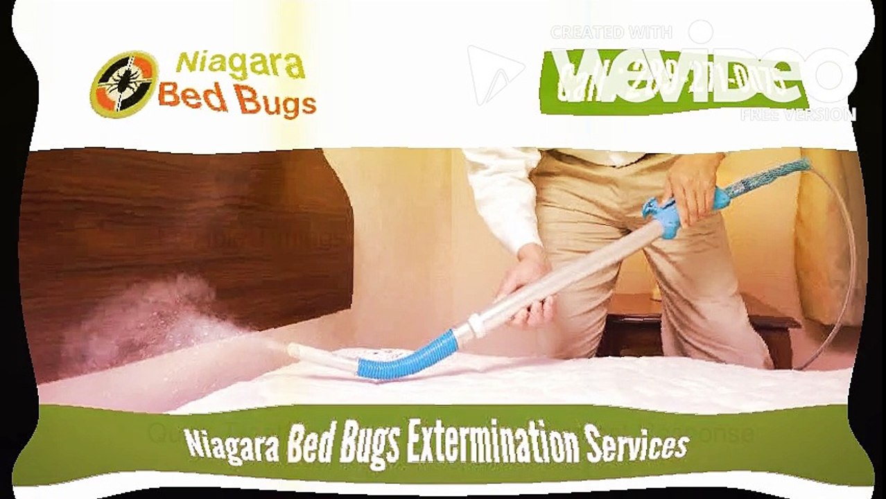 How to Get Rid of Bed Bugs Easy - Niagara Bed Bugs