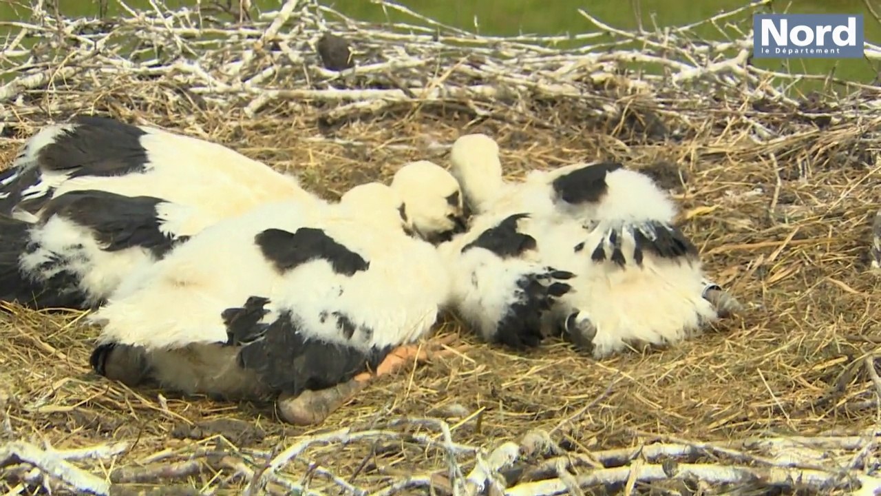 Les cigognes font leur nid dans le Nord