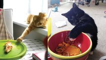 10  Pets Caught RED Handed Stealing Animals