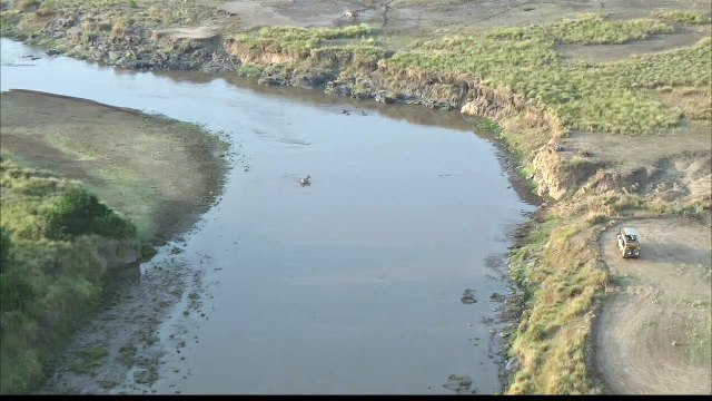 Un zèbre traverse une rivière pour éviter les crocodiles sans voir les lions sur l'autre rive