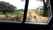 Panique : un lion réussit à ouvrir la portière d'une voiture de touristes