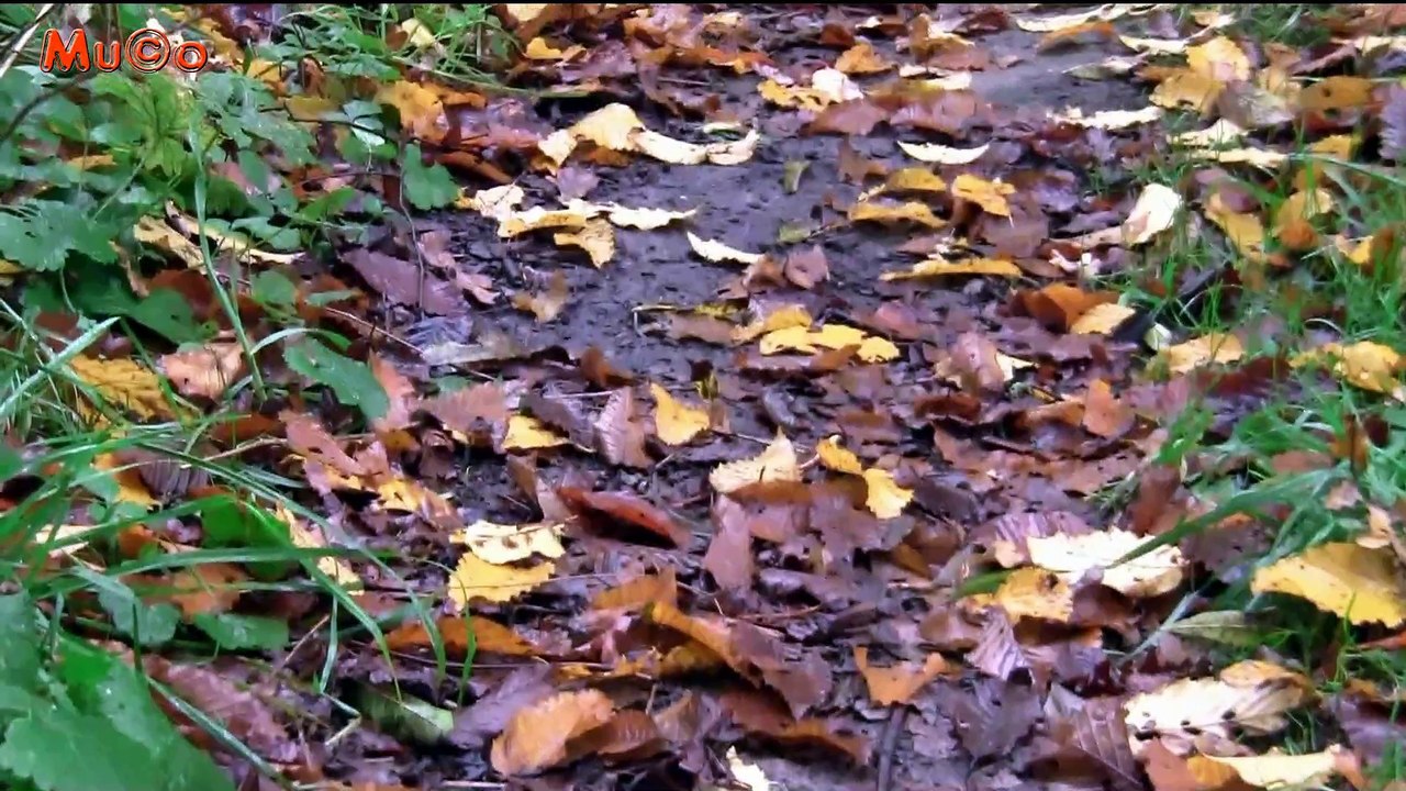 Mel & Heller - Autumn Leaves (Best World Instrumental Musics HQ) Mu©o