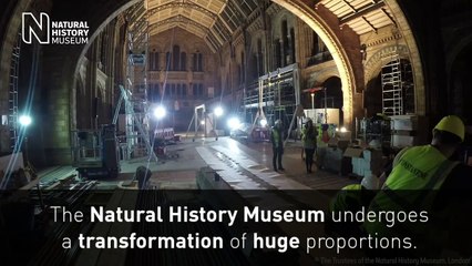 Awe-inspiring whale skeleton is hung from Museum ceiling