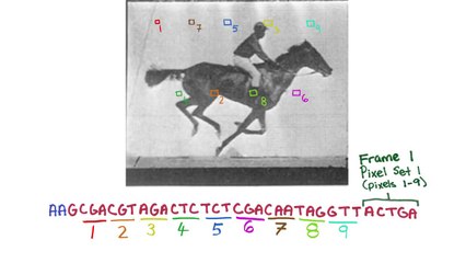 Consiguen almacenar fotos y vídeos en el ADN de una bacteria
