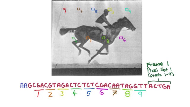 Consiguen almacenar fotos y vídeos en el ADN de una bacteria