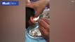 Kazakhstan doctor removes maggots from a boy's ear