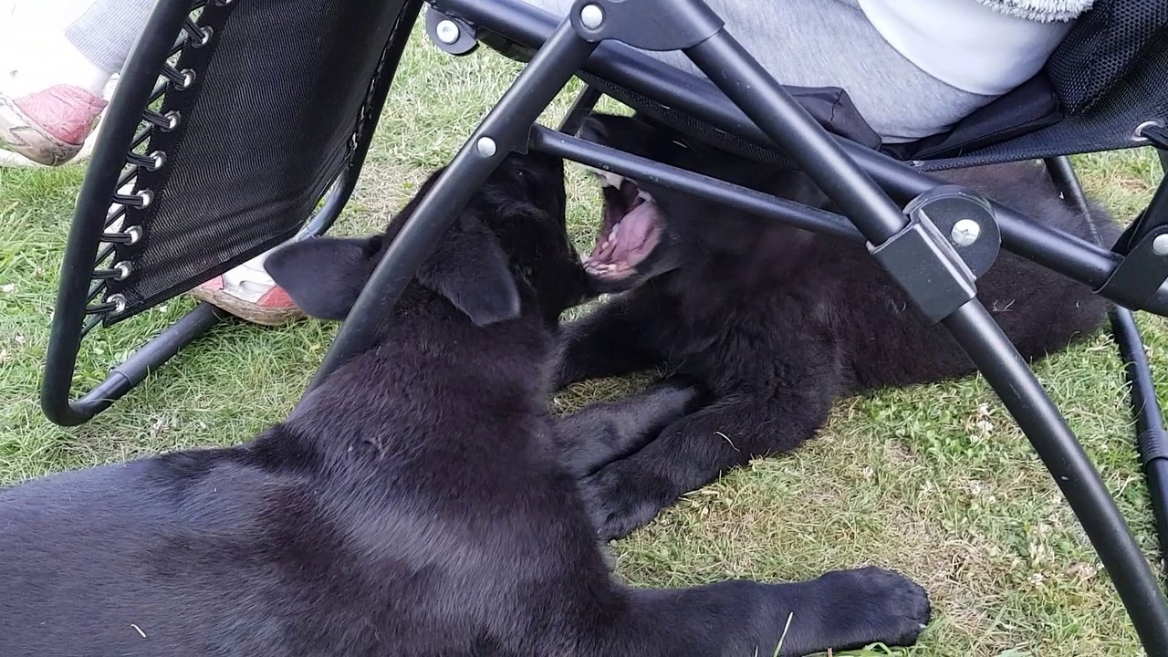 Puppy play