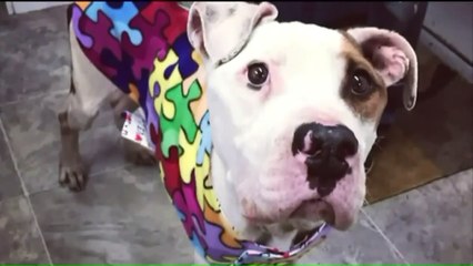 Two Charged After Dog Found Starving, Unable to Walk On Its Own