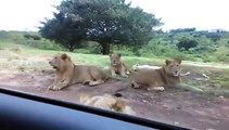 Grosse frayeur quand un lion réussit à ouvrir la portière de la voiture de touristes