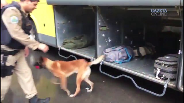 PRF, Polícia Civil e Receita Federal, em operação conjunta com o uso de cães farejadores, apreendem quase 16 Kg de droga