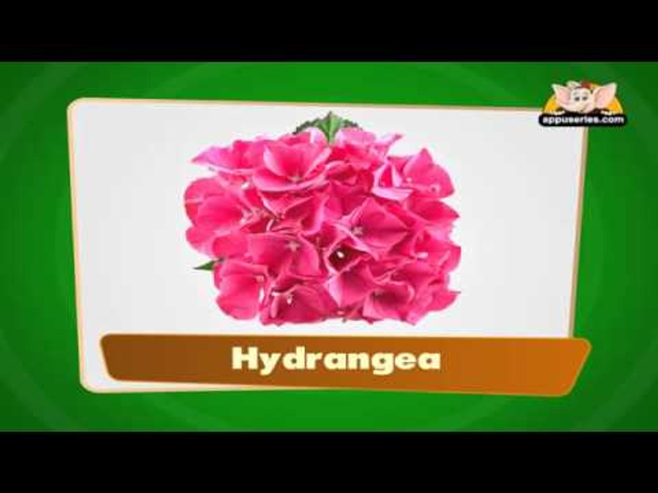 Flowers - Flap Book in Marathi