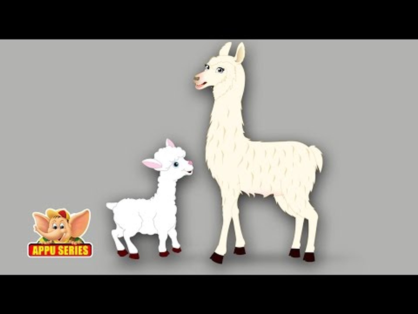 Llama - Animal Rhymes in Ultra HD (4K)